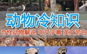 外面卖1699的国外纪录片解说（动物解说、美食、动画片）稳过中视频-淘金日记